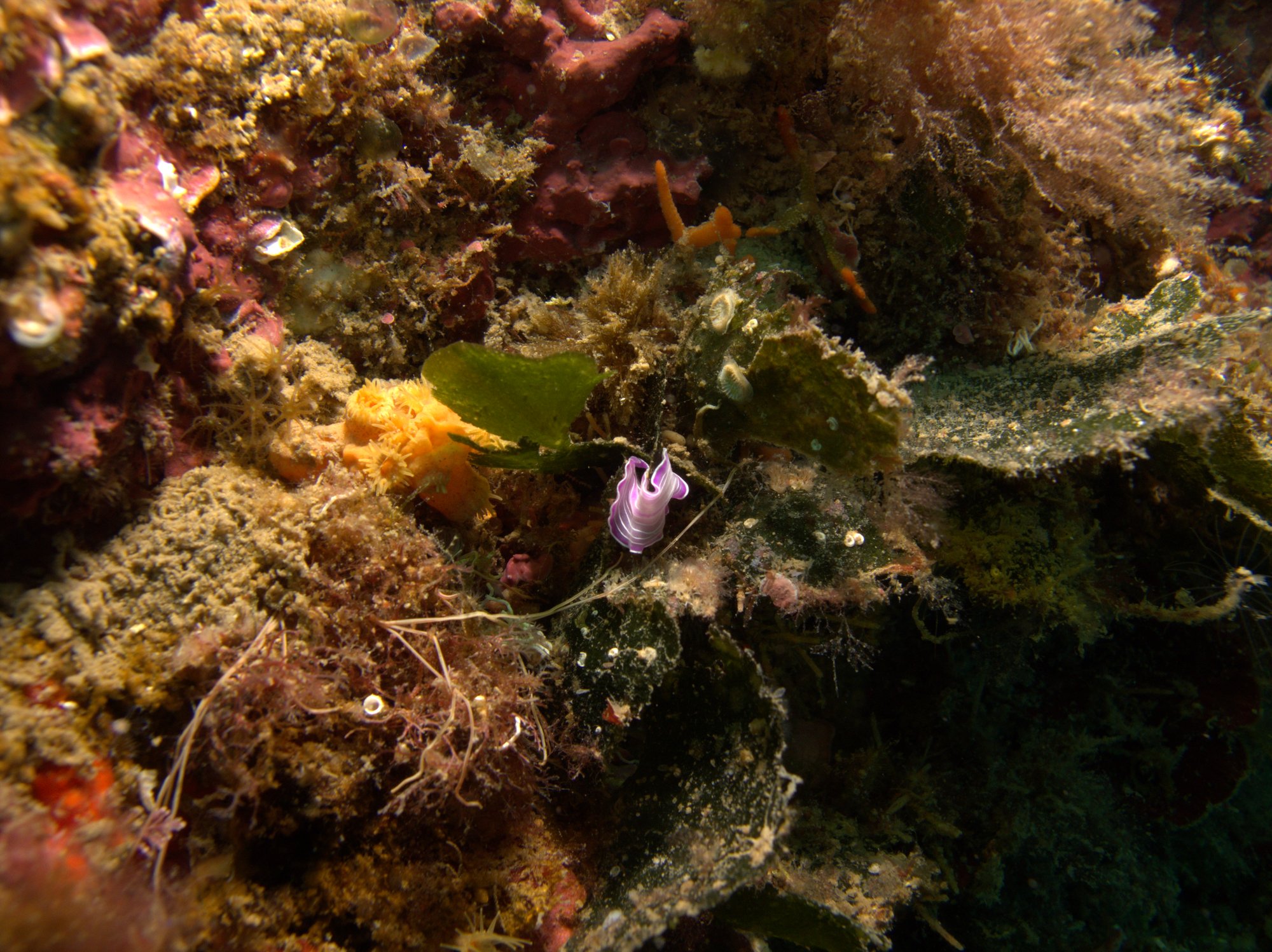 Nudibranch, Pink Flatworm, Prostheceraeus Giesbrechtii