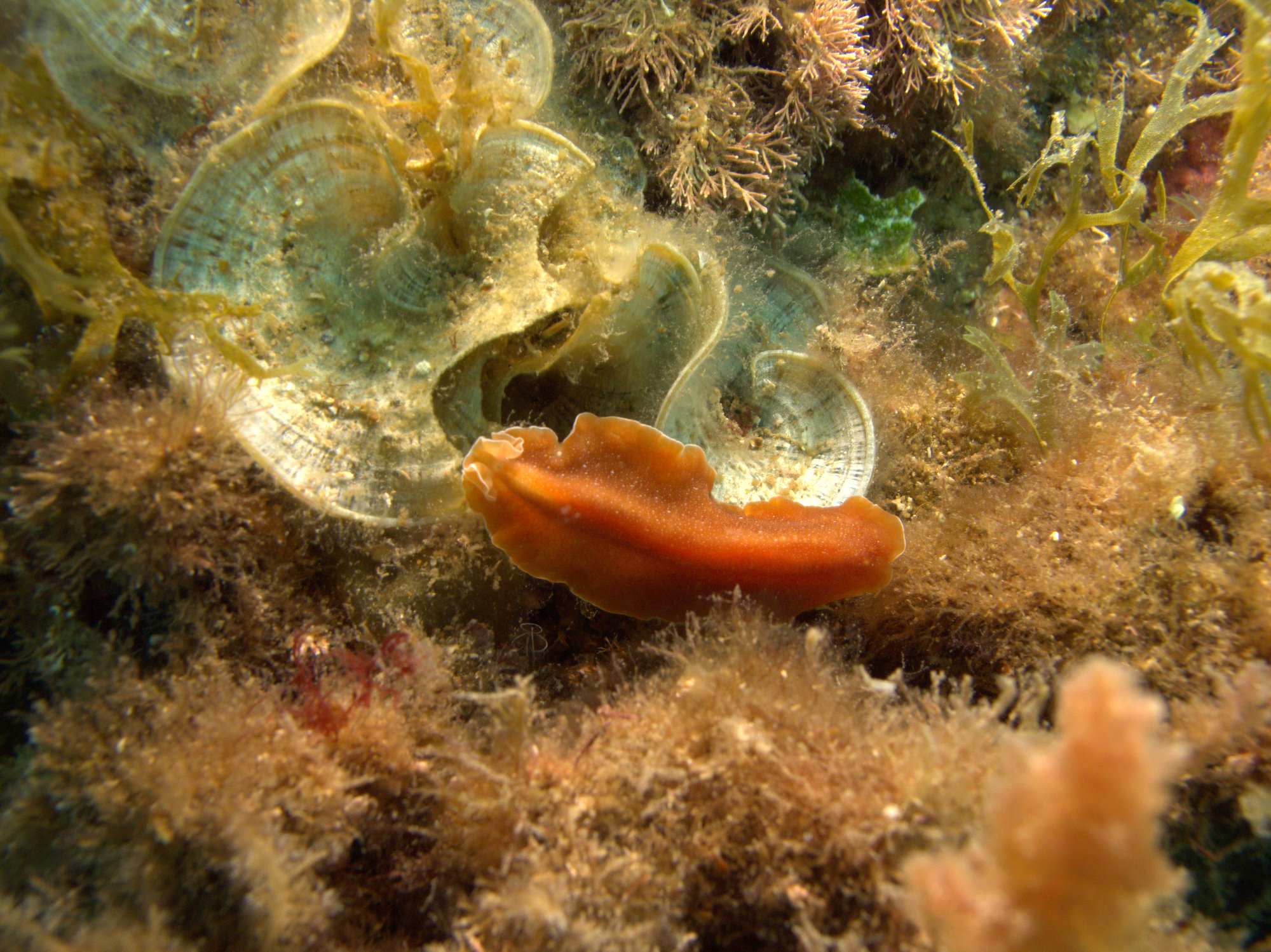 Brown Flatworm, Nudibranch, Yungia Aurantiaca