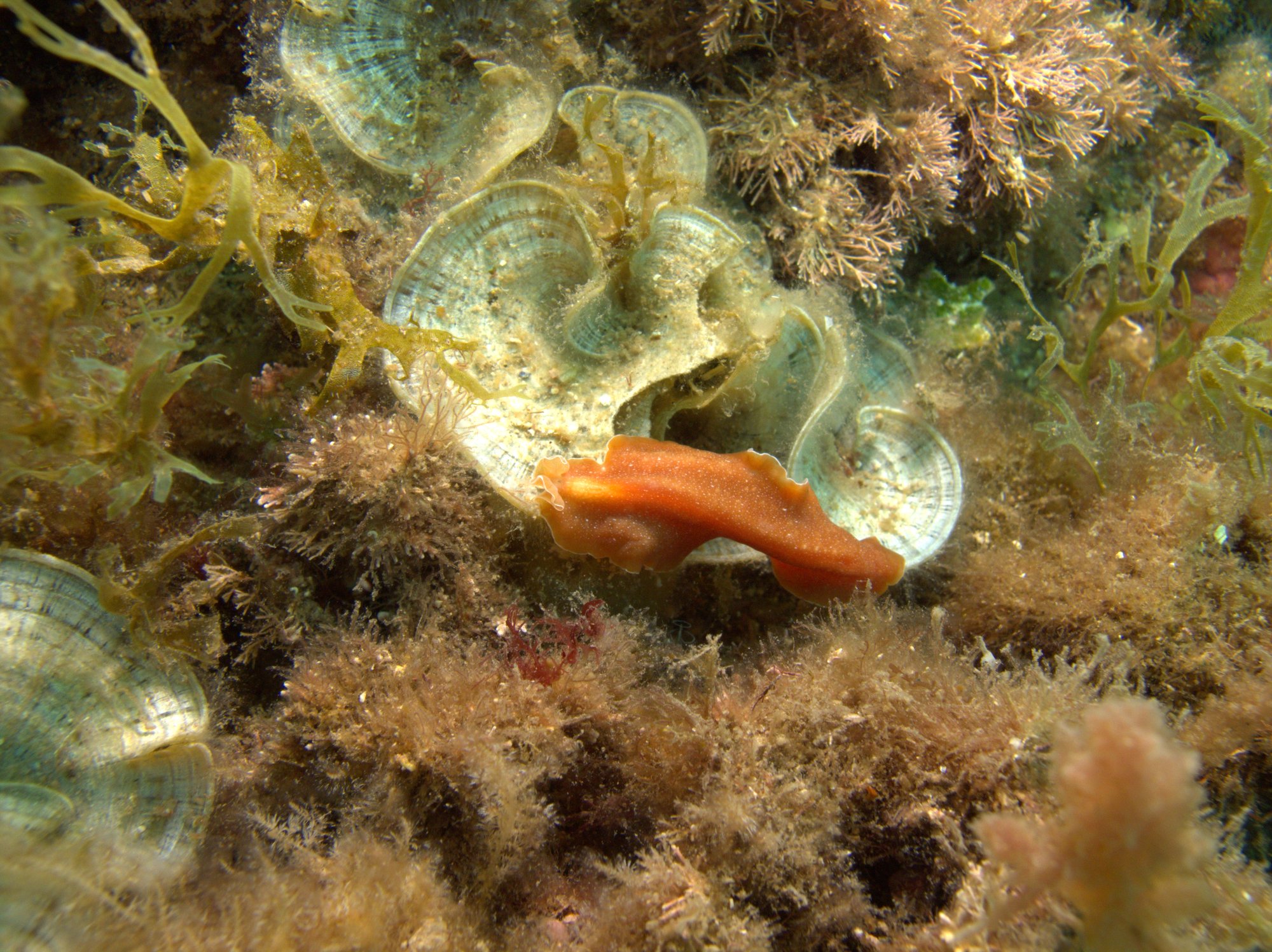 Brown Flatworm, Nudibranch, Yungia Aurantiaca