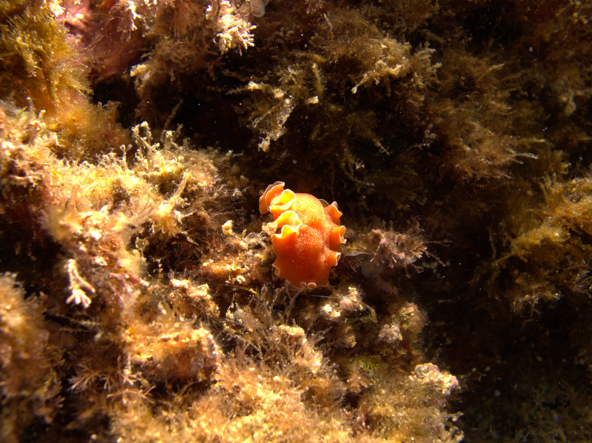 Brown Flatworm, Nudibranch, Yungia Aurantiaca