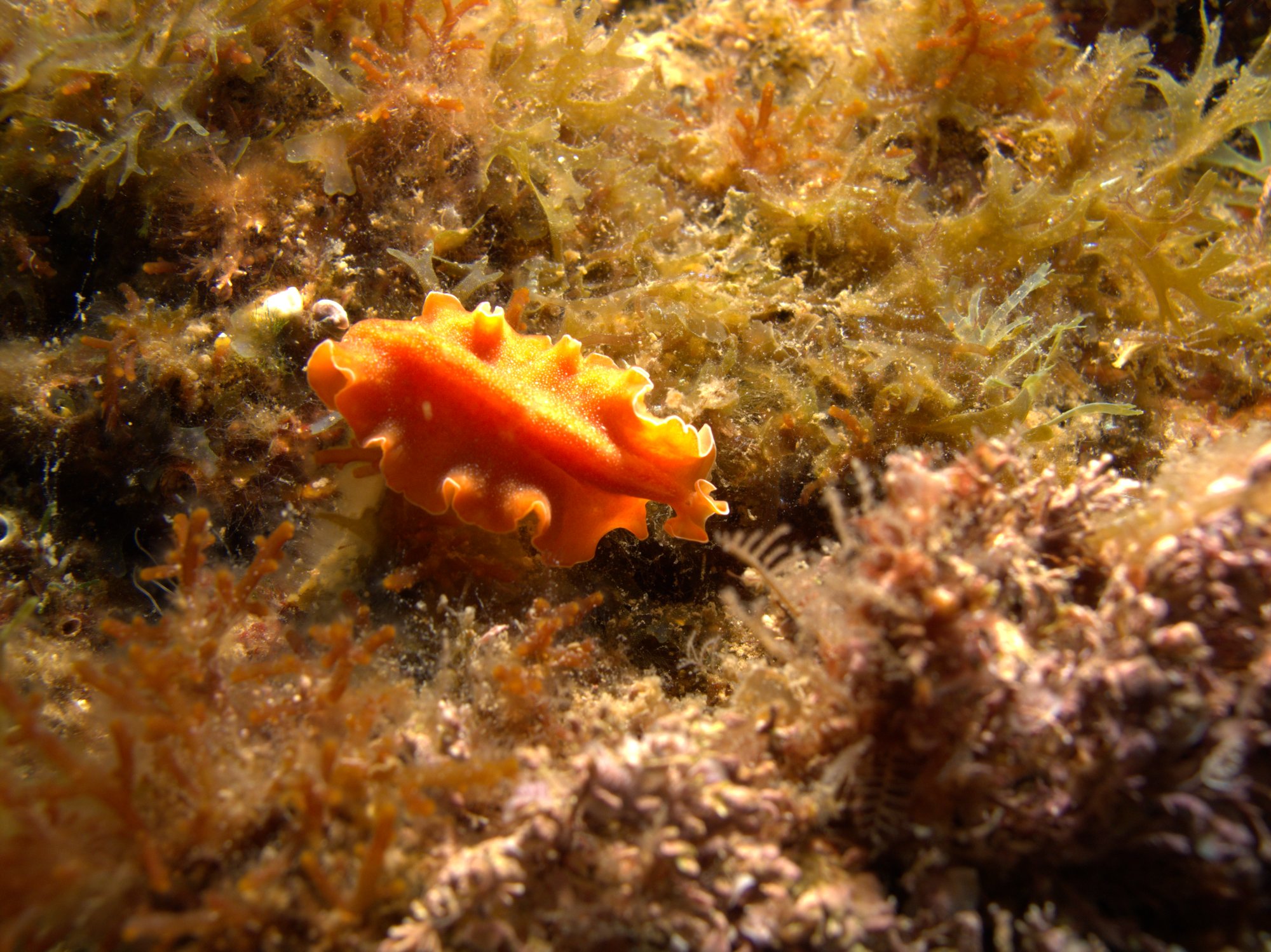 Brown Flatworm, Nudibranch, Yungia Aurantiaca