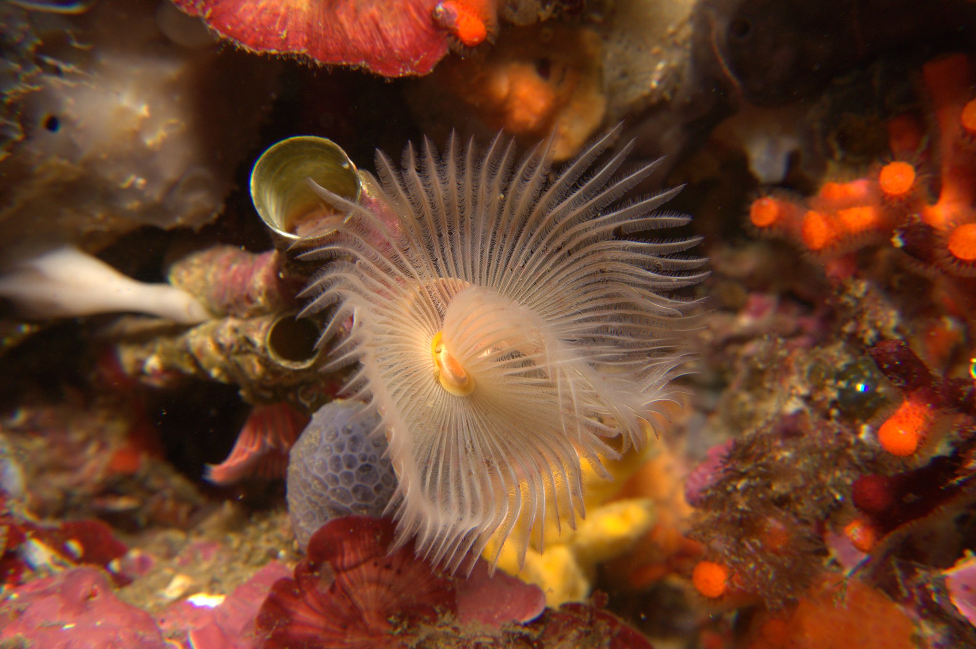 Protula Tubularia, Tubeworm