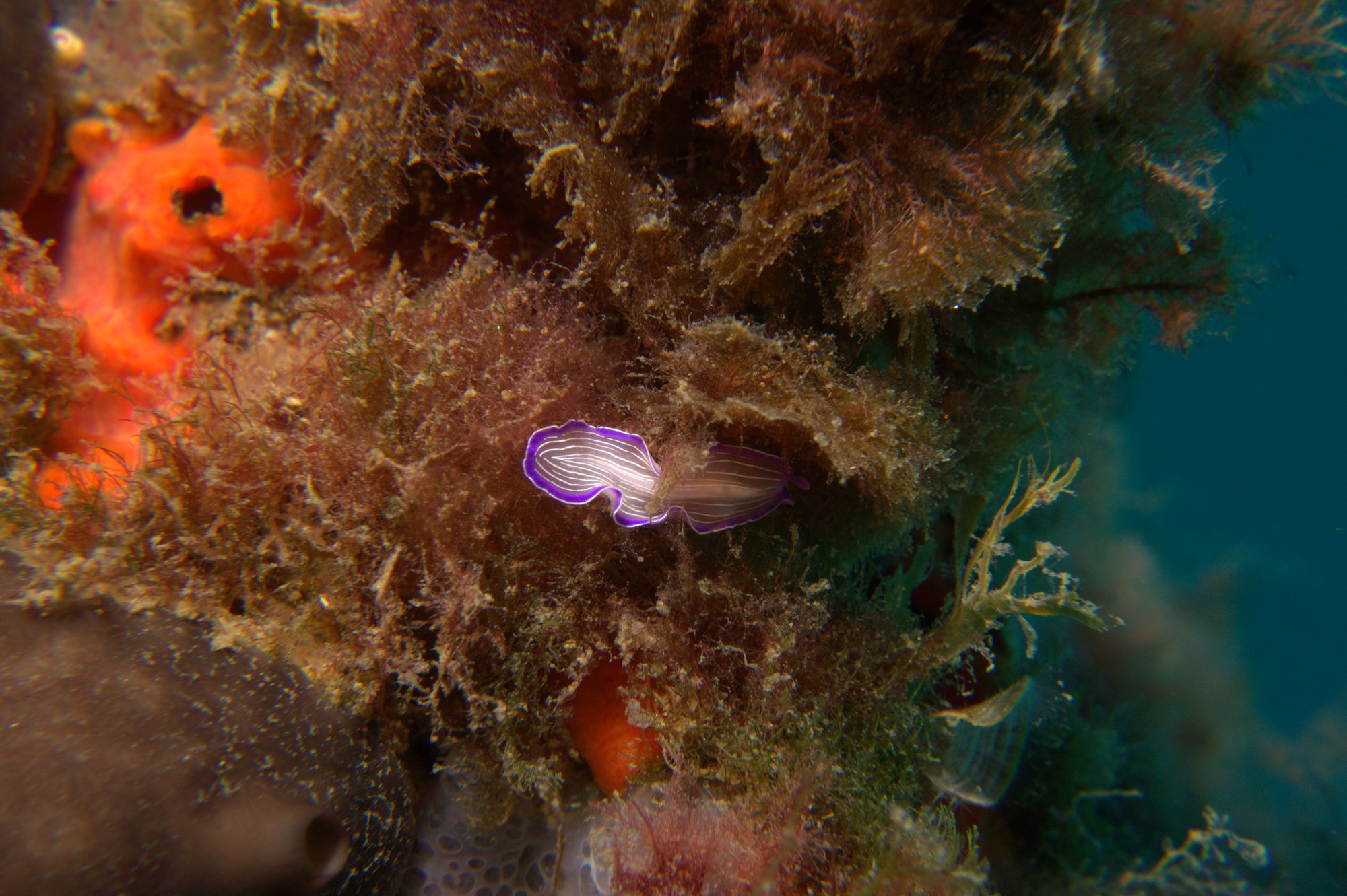 Planaria, Prostheceraeus Roseus