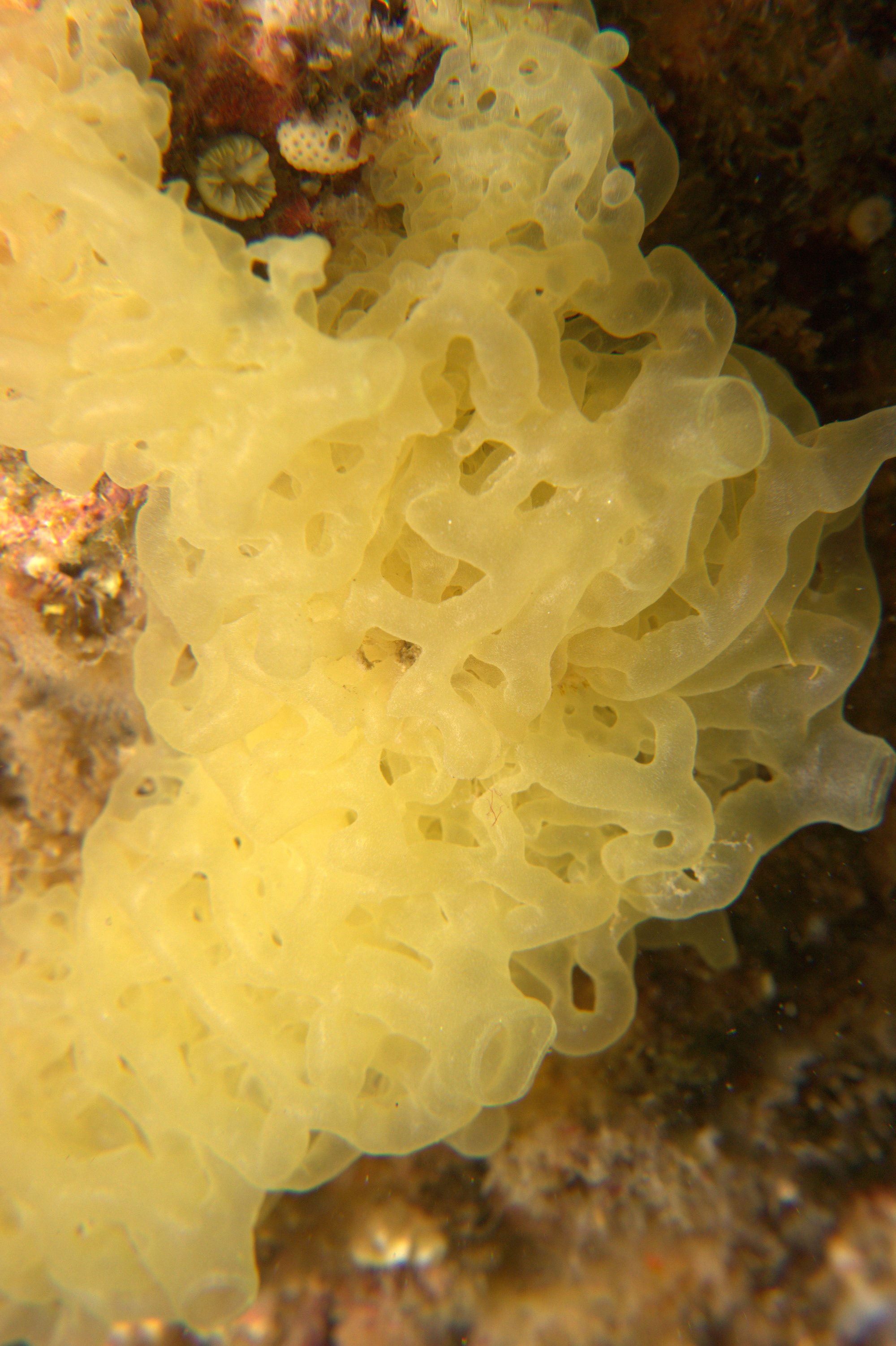 Clathrina Clathrus, Sponge