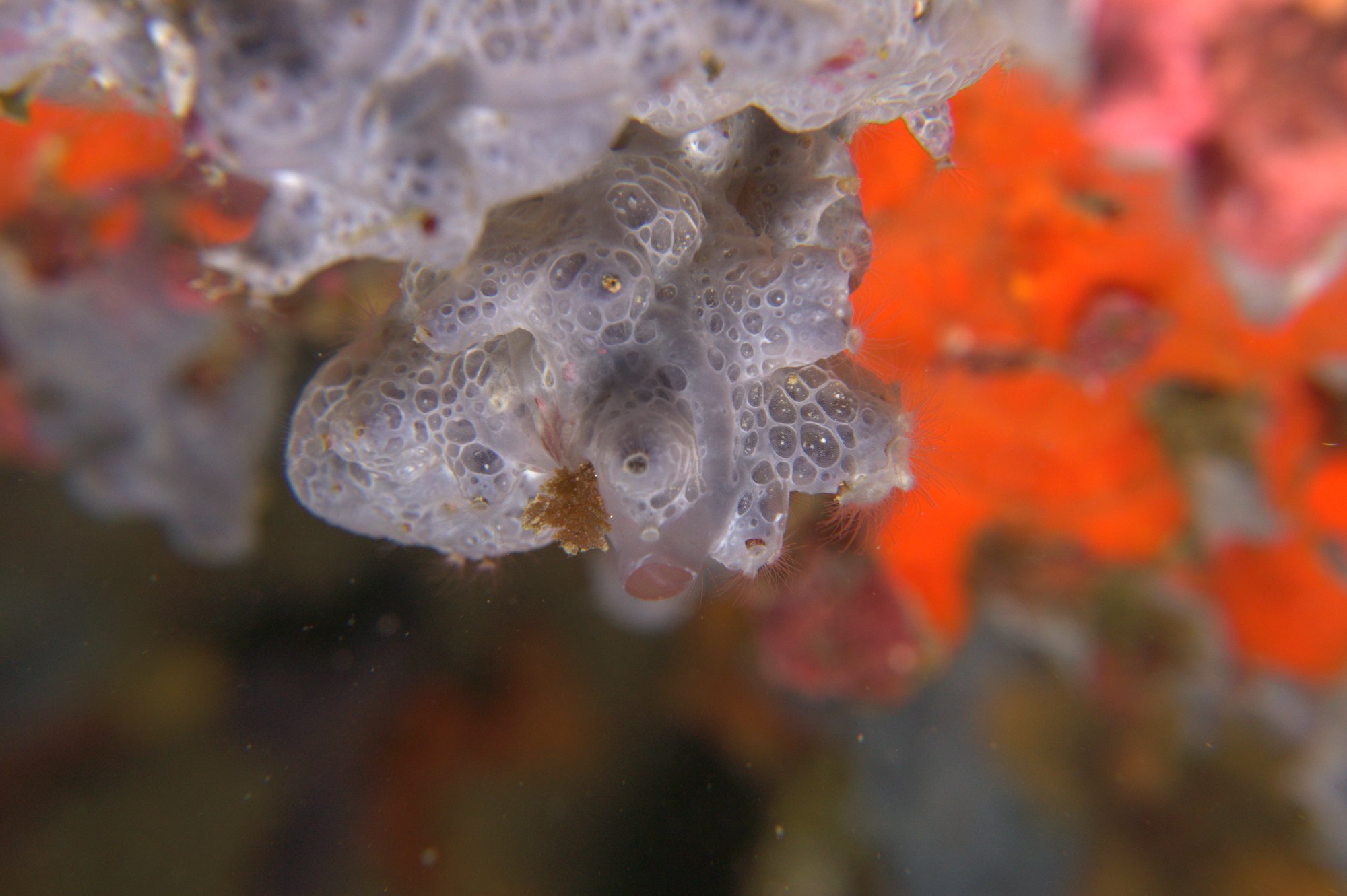 Phorbas Tenacior, Sponge