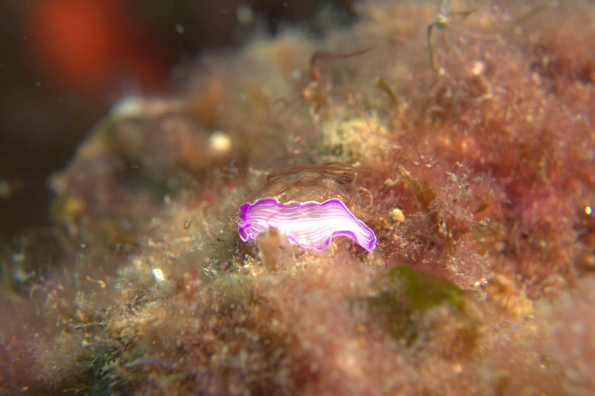 Planaria, Prostheceraeus Roseus