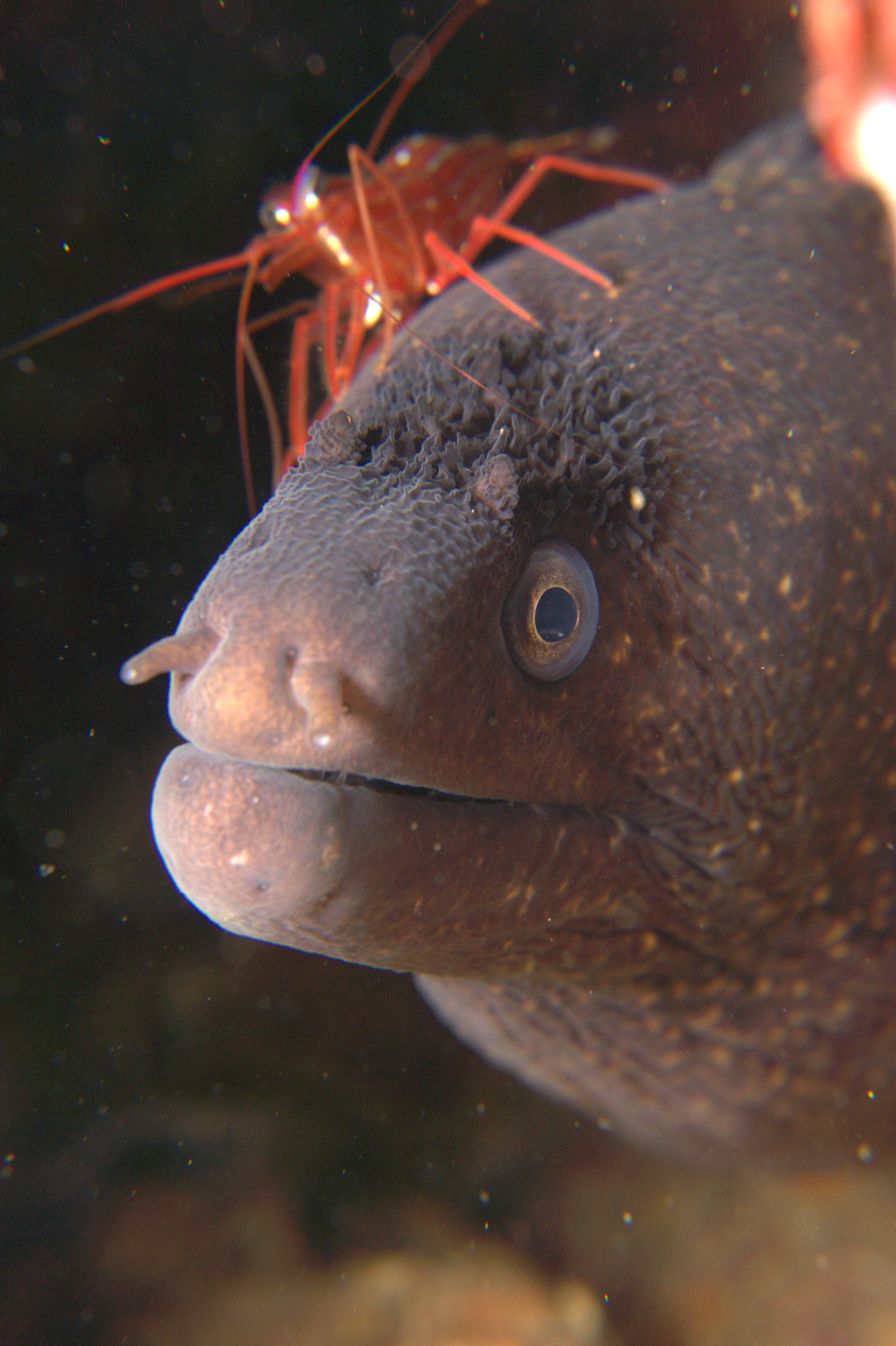 Gamba Limpiadora Monaco, Lysmata Seticaudata, Morena