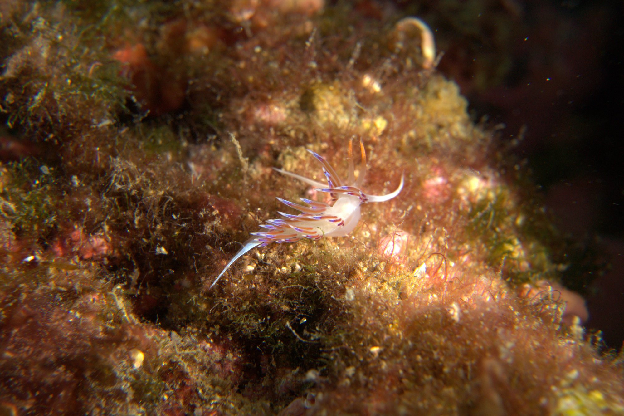 Cratera Peregrina, Nudibranch