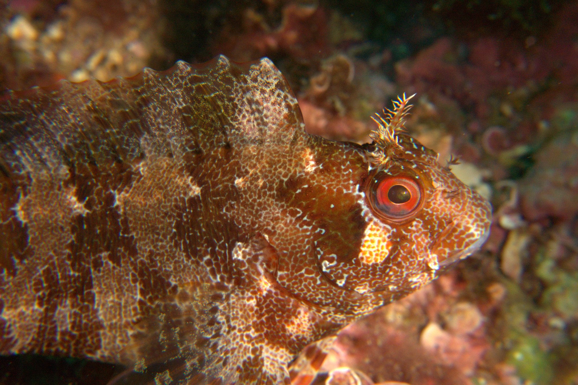 Blenny