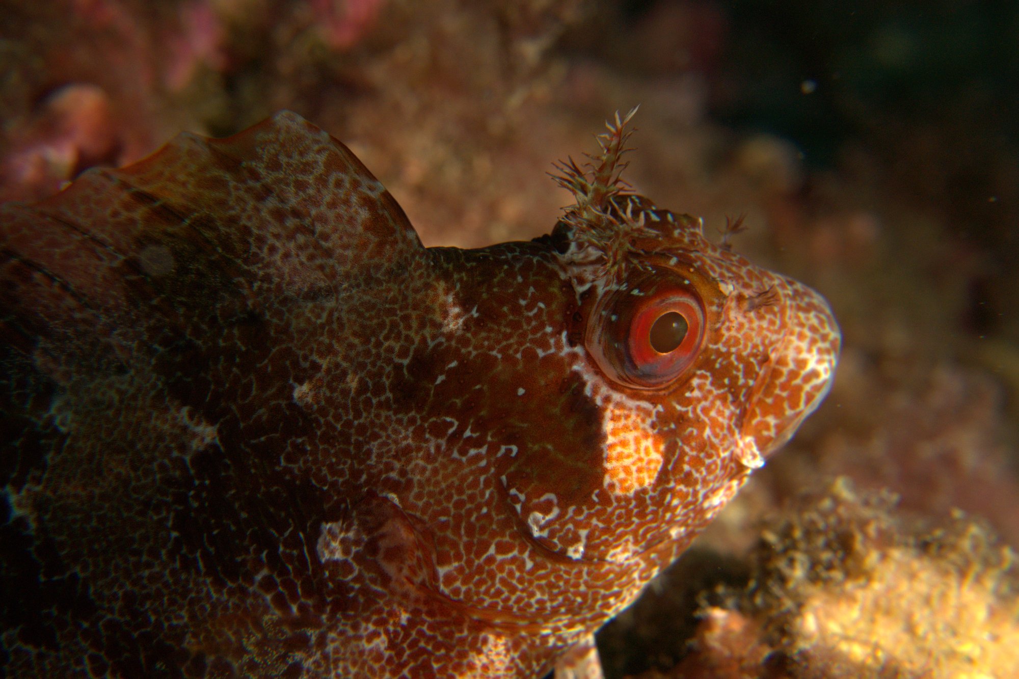 Blenny