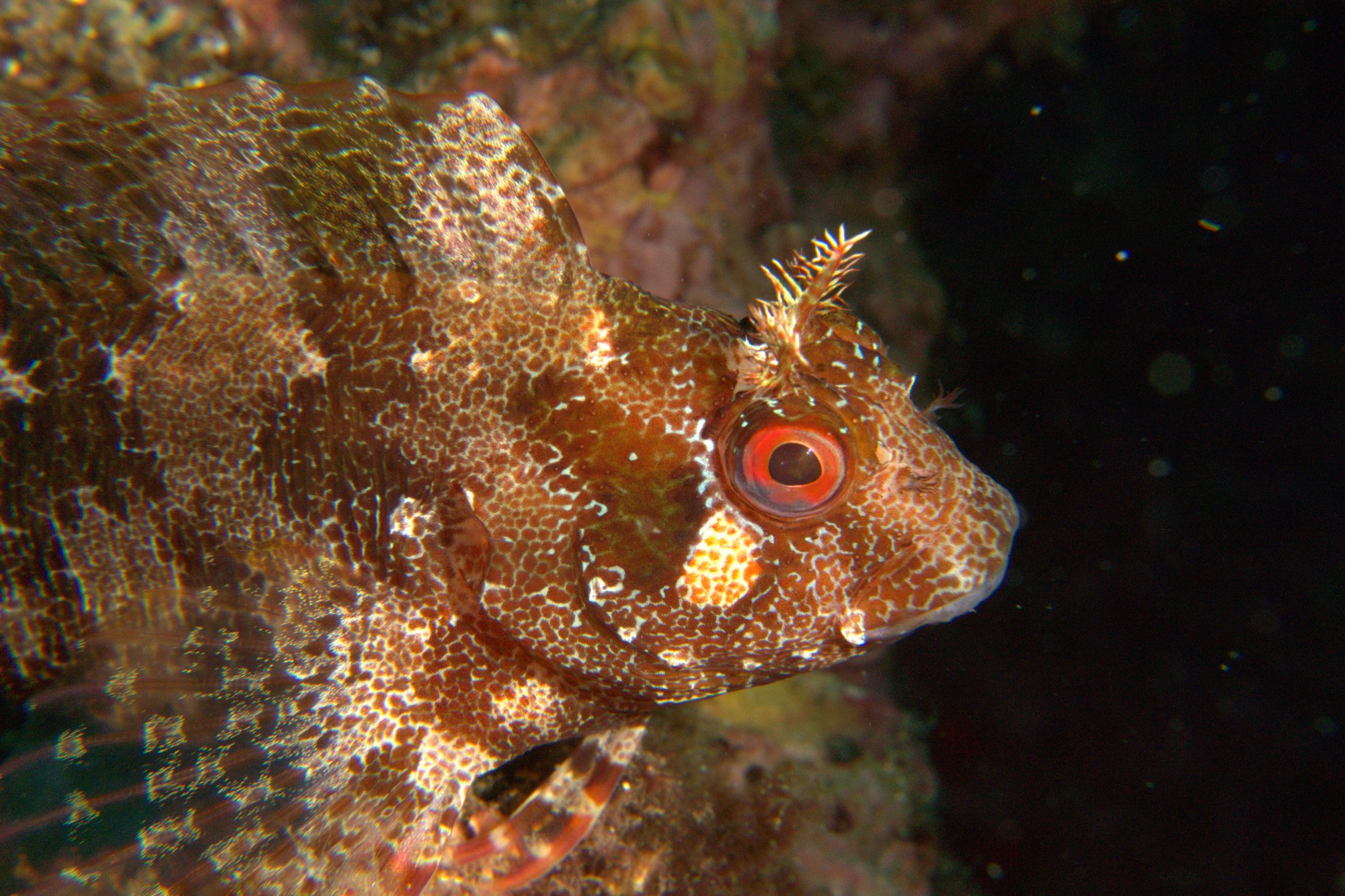 Blenny