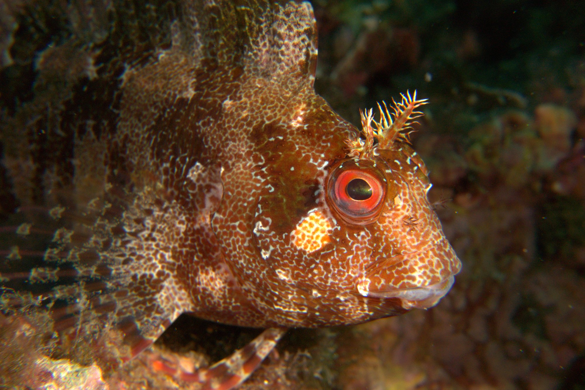 Blenny
