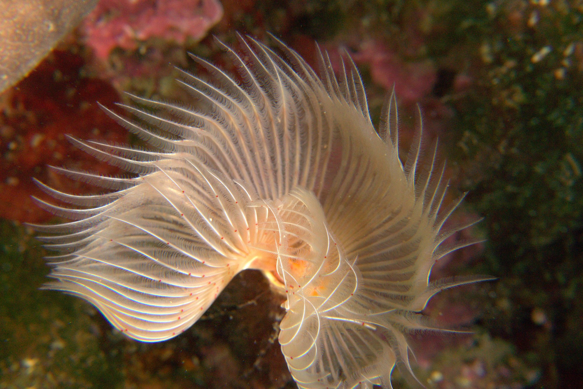 Tubeworm