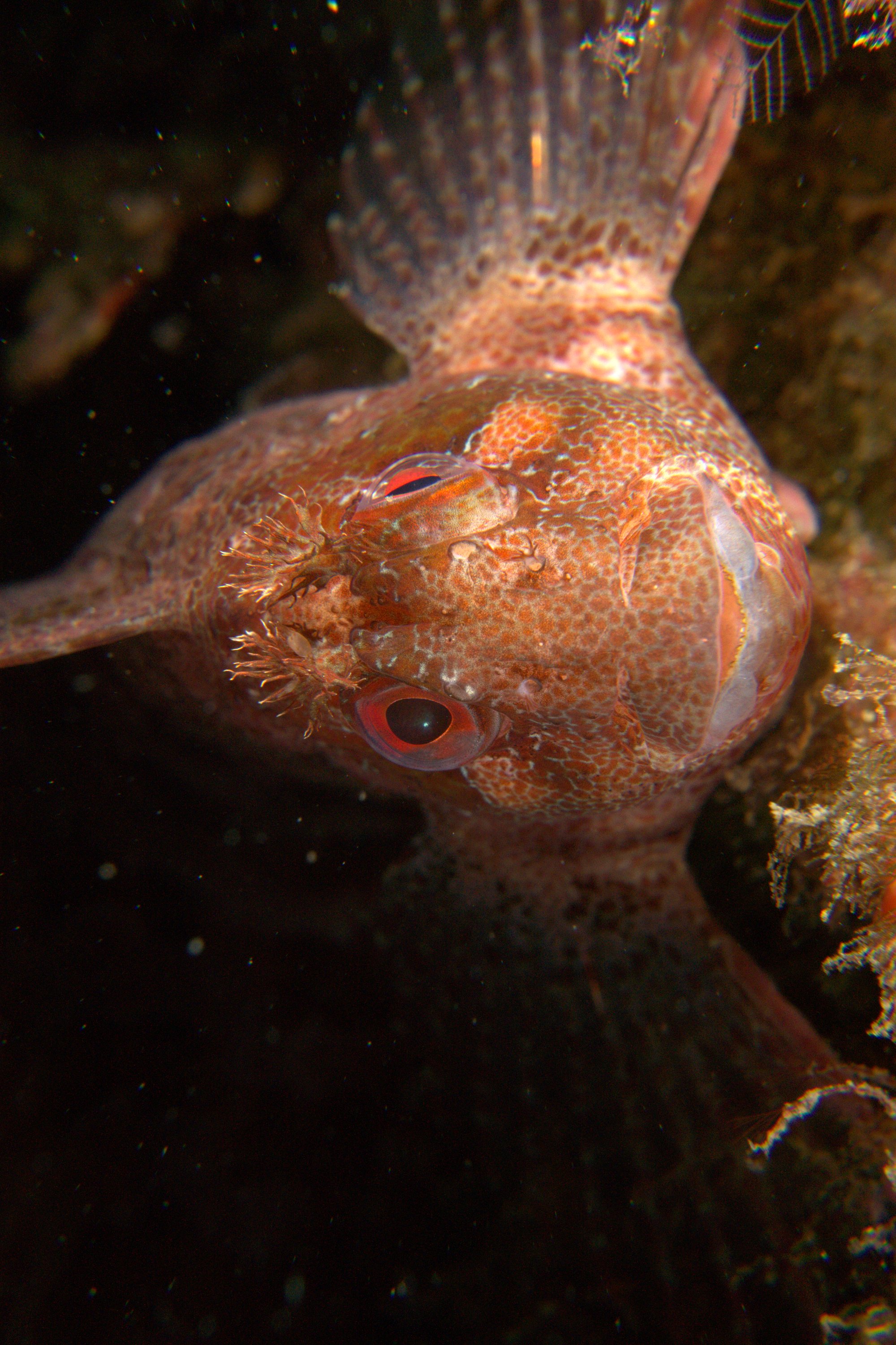Blenny