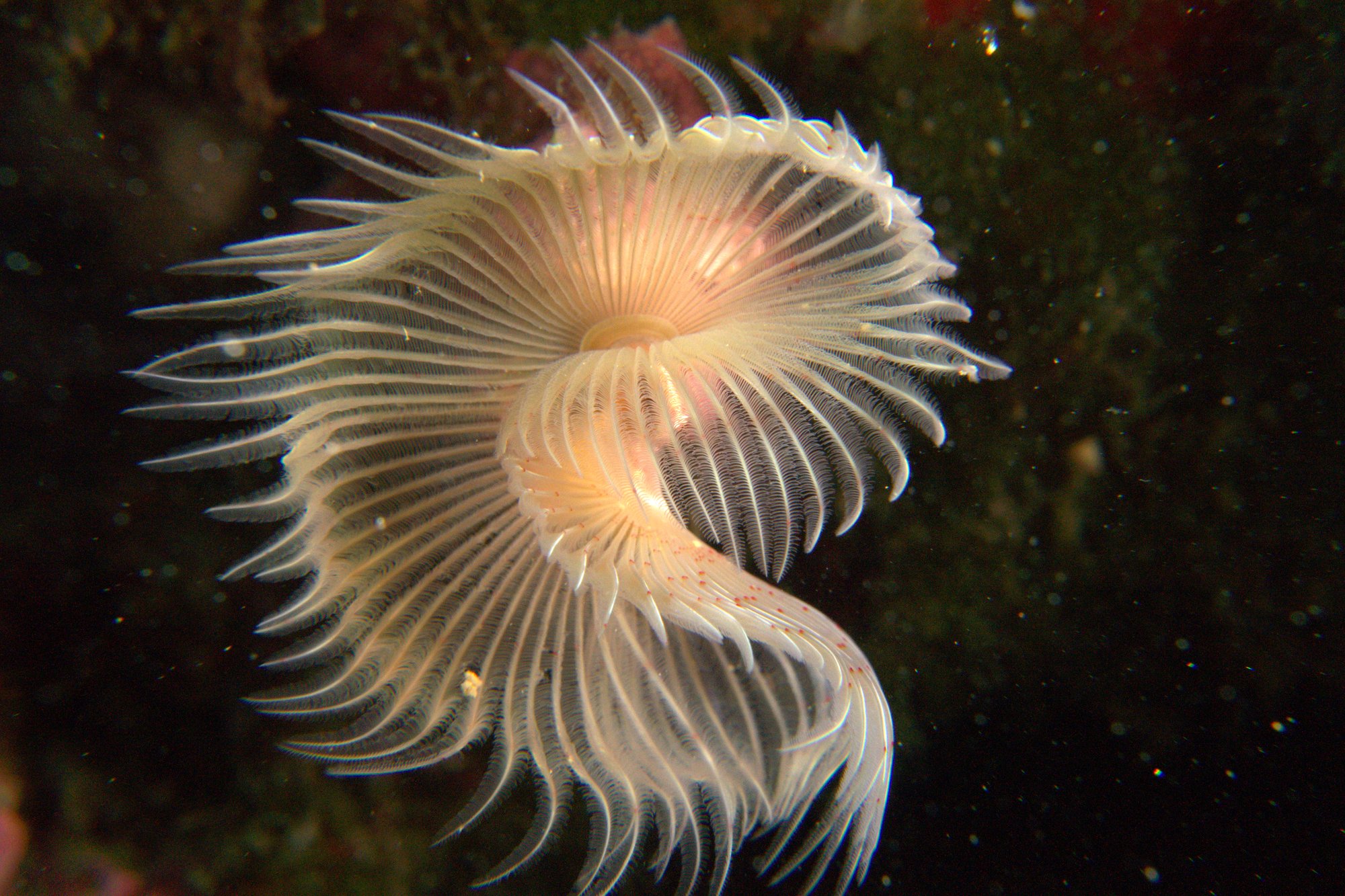 Tubeworm