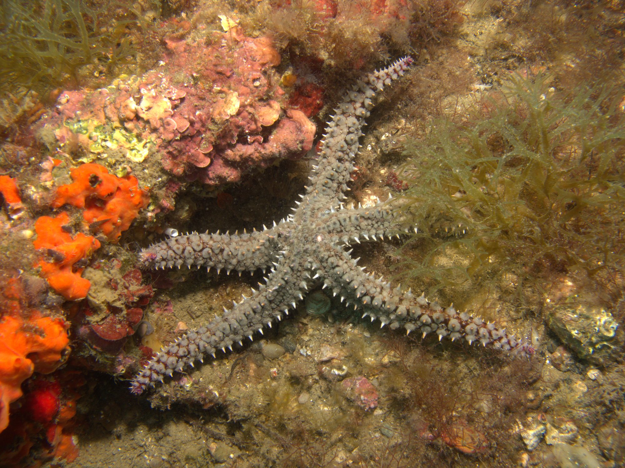 Estrella De Mar Espinosa, Marthasterias Glacialis, Starfish