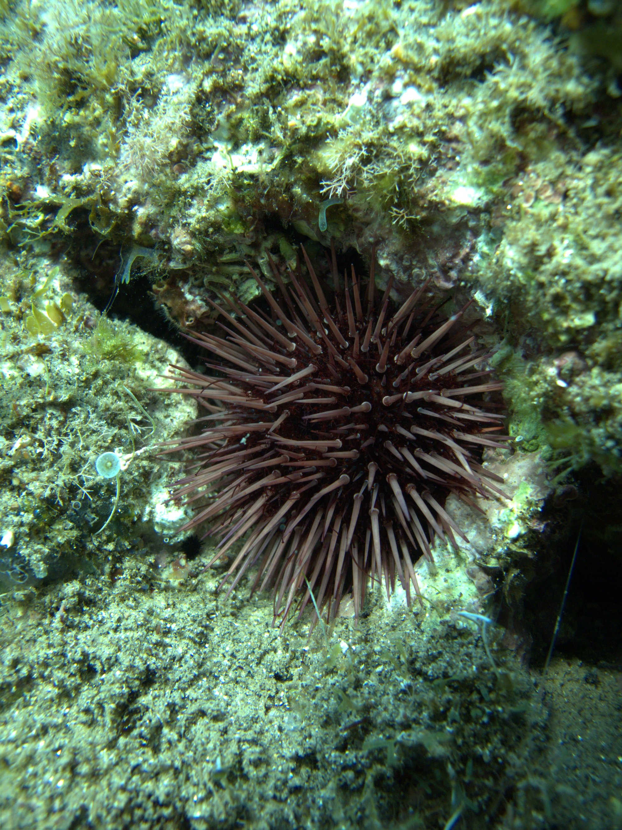 Urchin
