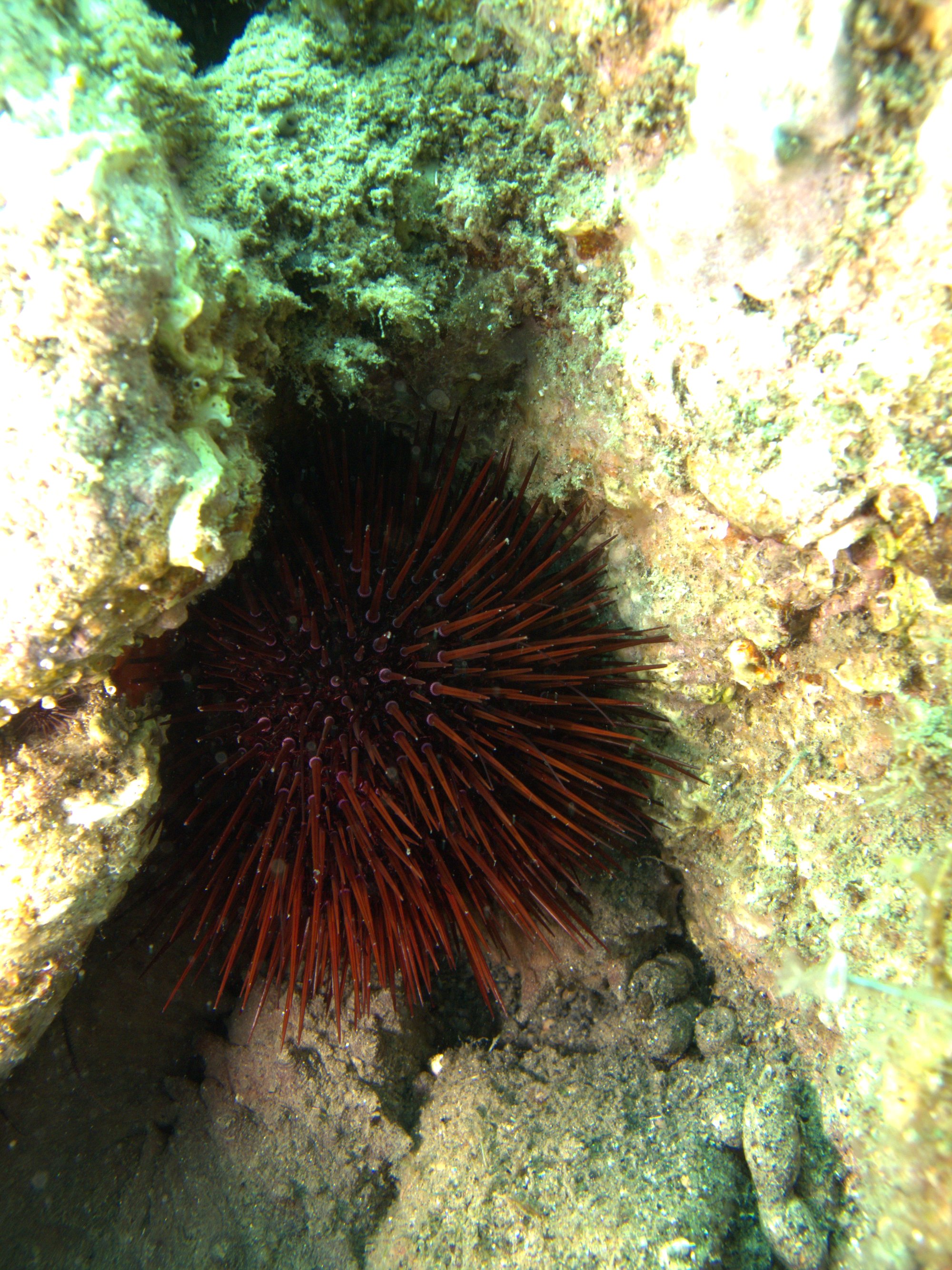 Urchin