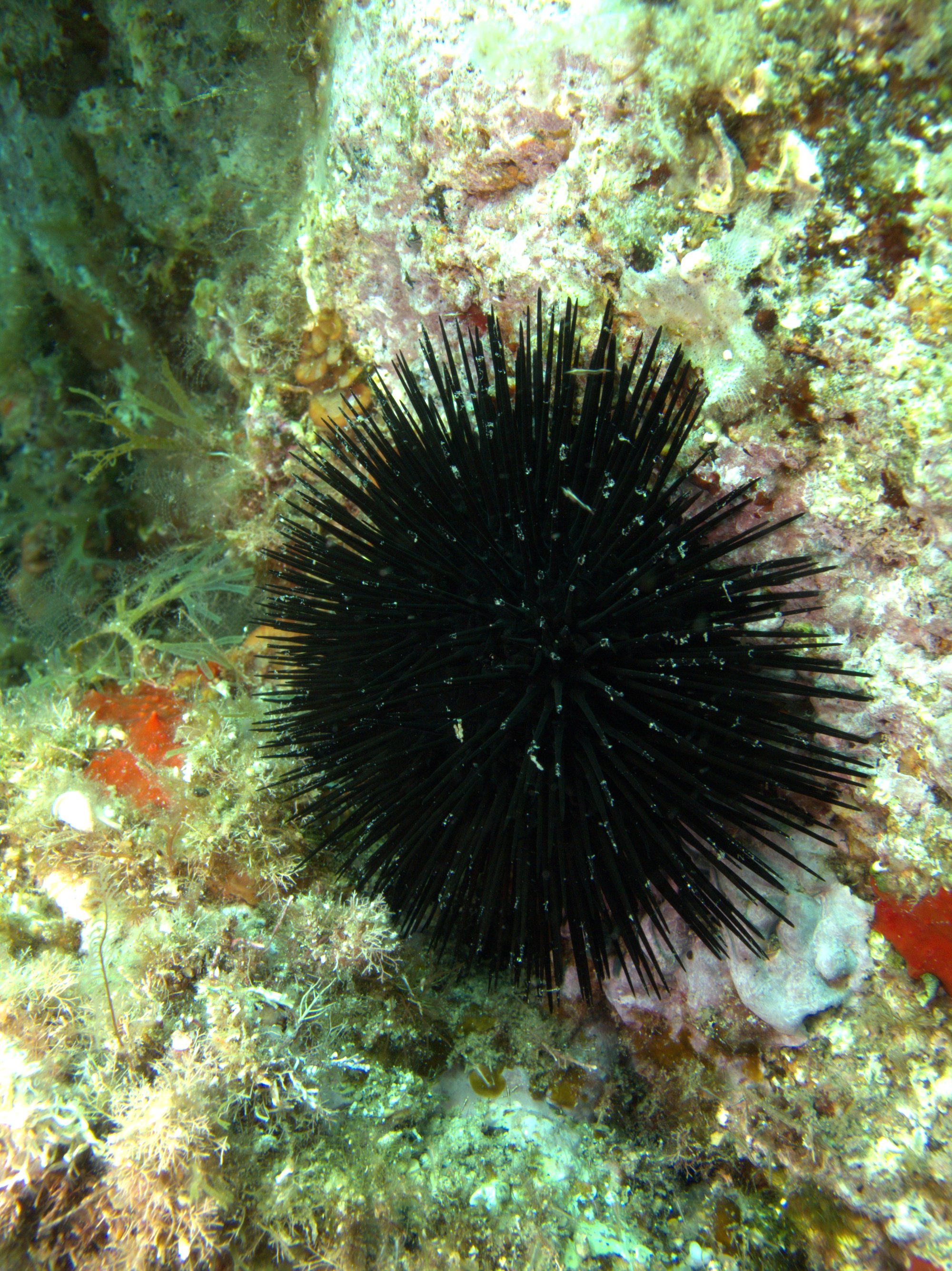 Urchin