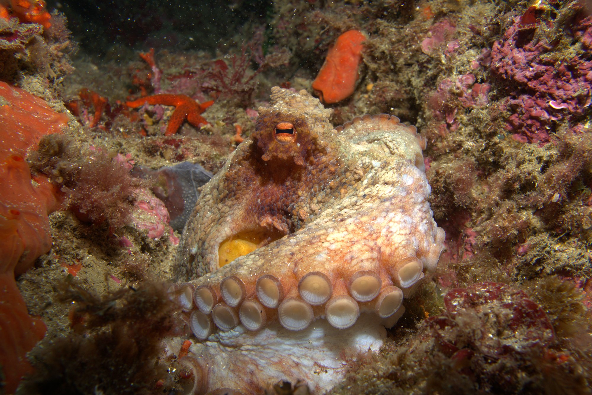 Pulpo