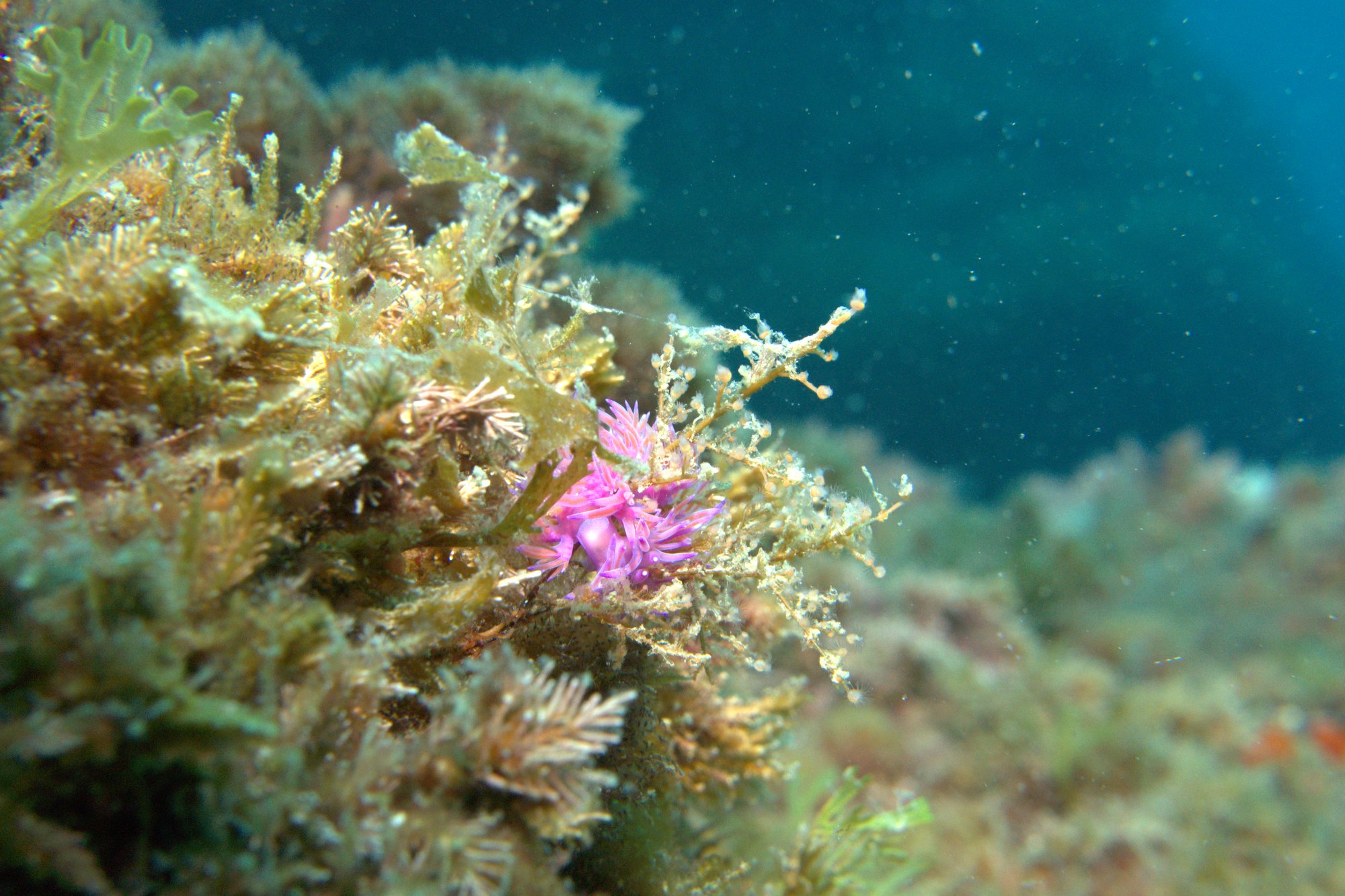 Flabellina Affinis, Nudibranch