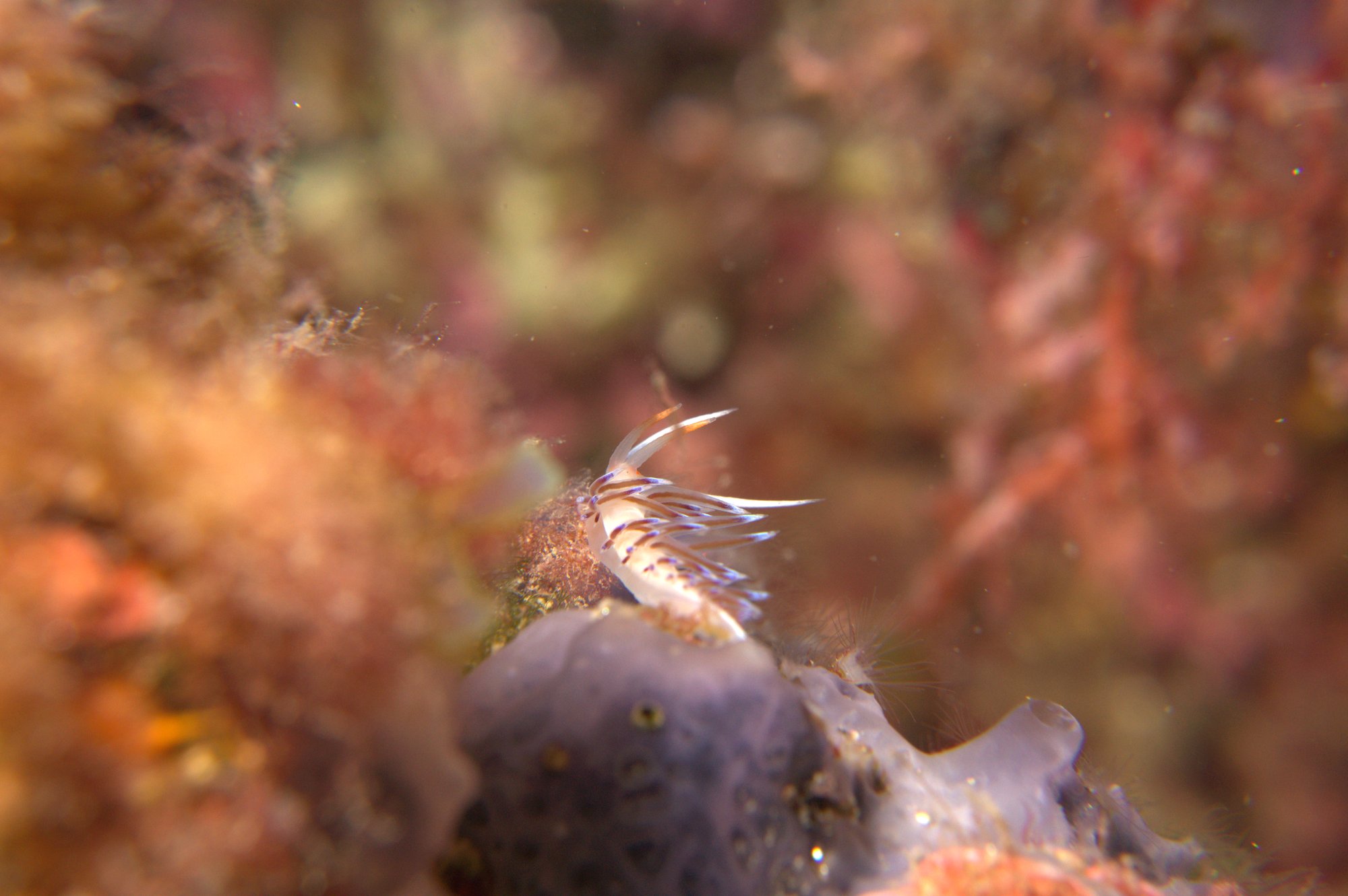 Cratera Peregrina, Nudibranch