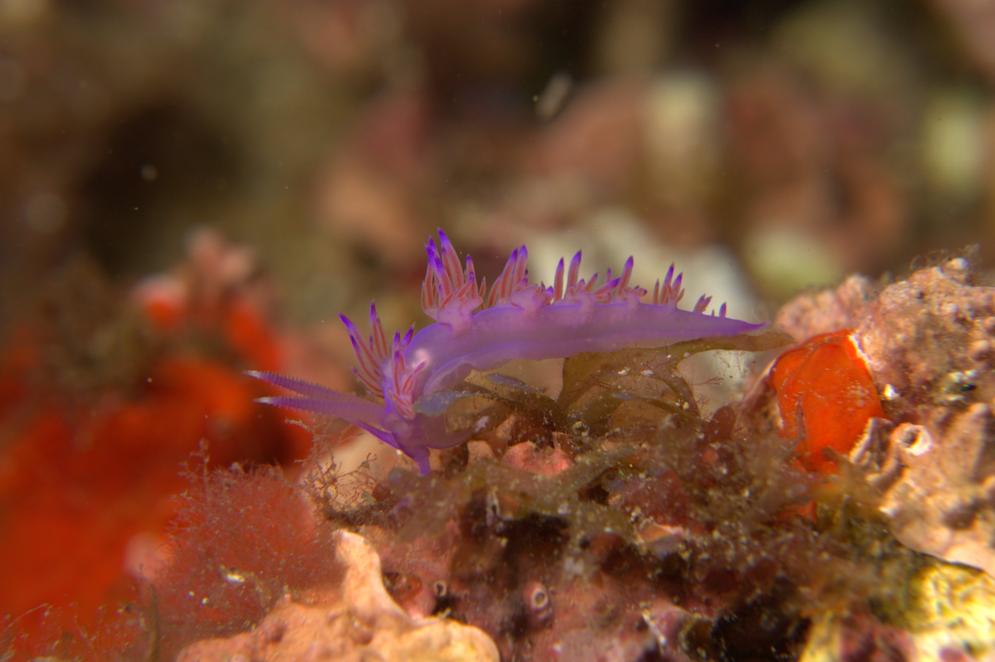 Flabellina Affinis, Nudibranch