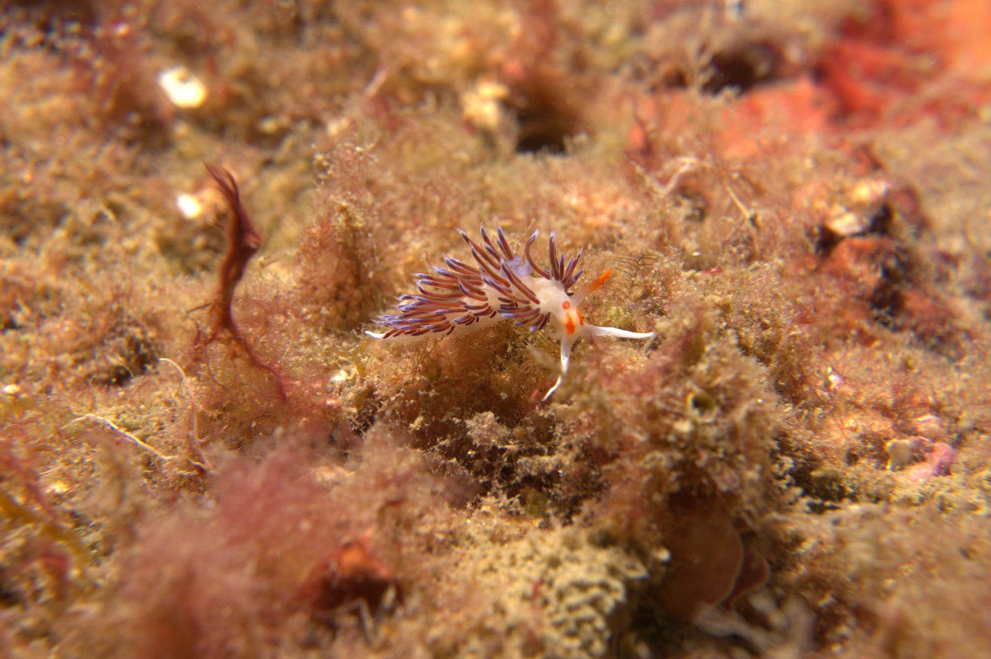 Nudibranch