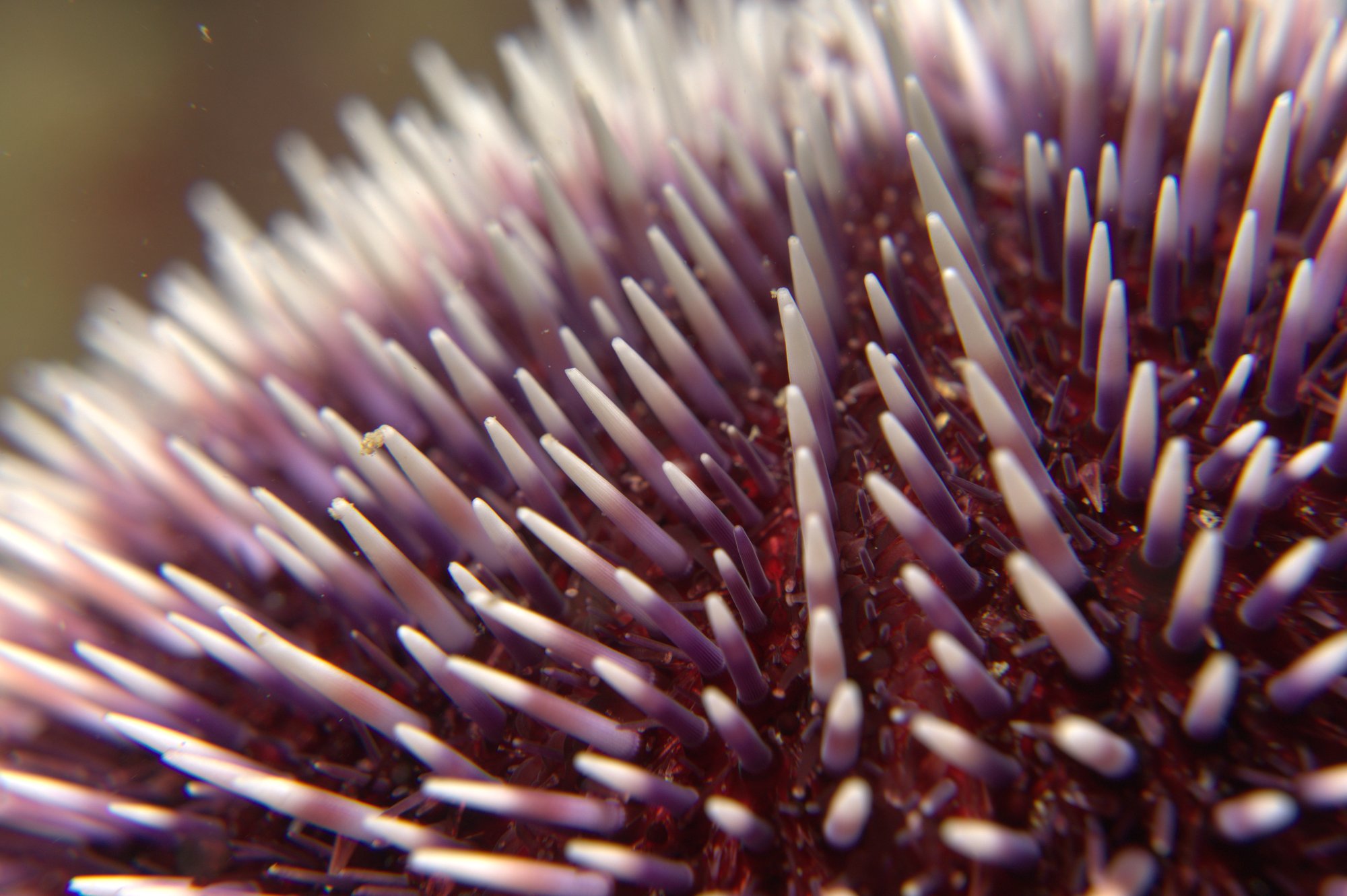 Sea Urchin