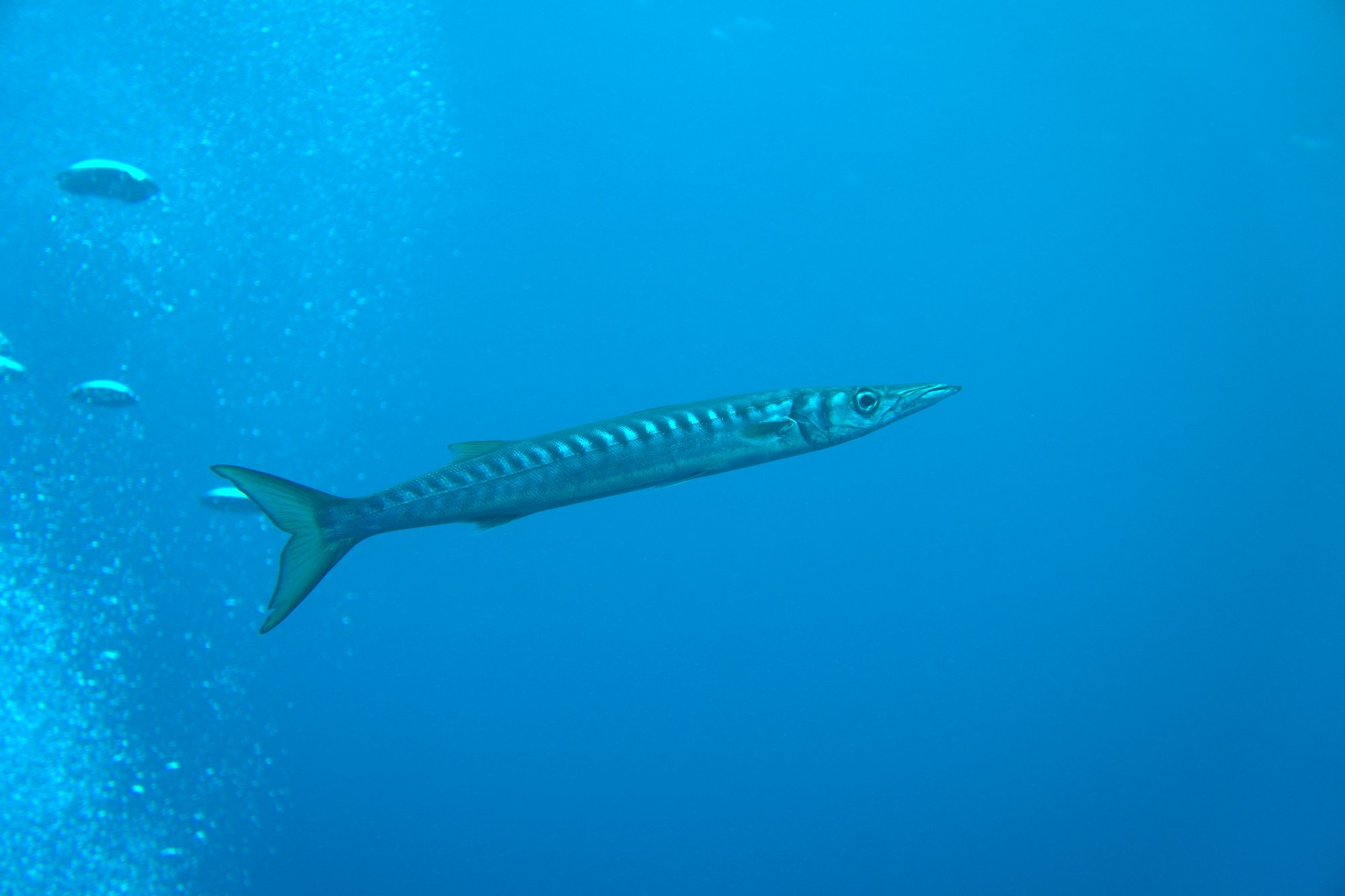 Barracuda